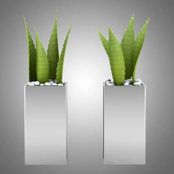 灰色の背景に分離された 2 つの鉢植えのアロエベラ植物 — ストック写真