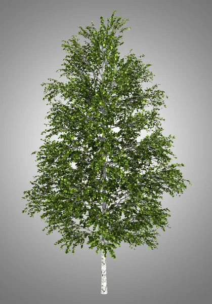 Ευρωπαϊκό Λευκό σημύδα δέντρο που απομονώνονται σε γκρι φόντο — Φωτογραφία Αρχείου