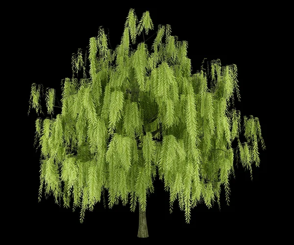 Δέντρο ιτιάς που απομονώνονται σε μαύρο φόντο — Φωτογραφία Αρχείου