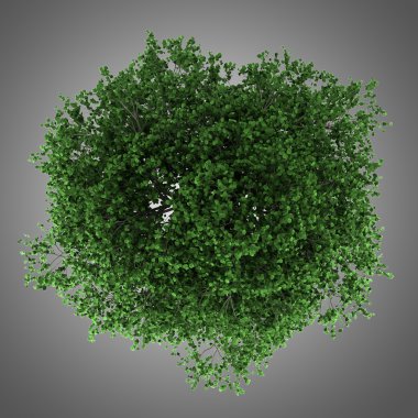 gri arka plan üzerinde izole Gürgen ağacının Üstten Görünüm