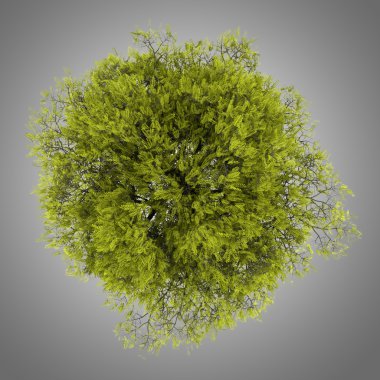 gri arka plan üzerinde izole bal keçiboynuzu ağacının Üstten Görünüm