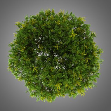 gri arka plan üzerinde izole goldenrain ağacının Üstten Görünüm