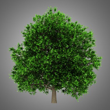 gri arka plan üzerinde izole pedunculate meşe ağacı