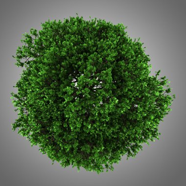 top view of pedunculate oak tree isolated on gray background clipart
