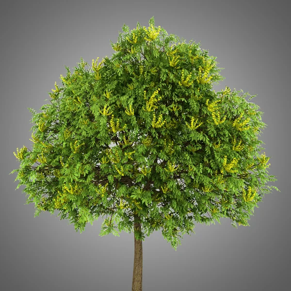 Goldenrain tree isolated on gray background — Stock Photo, Image