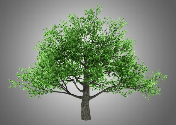 Pedunculate oak tree isolerade på grå bakgrund — Stockfoto