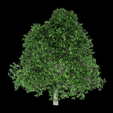 siyah arka plan üzerine izole Gürgen Ağacı