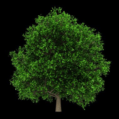 siyah arka plan üzerine izole pedunculate meşe ağacı