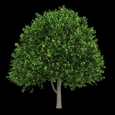 siyah arka plan üzerine izole american elm ağaç