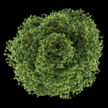 siyah arka plan üzerine izole kestane ağacının Üstten Görünüm