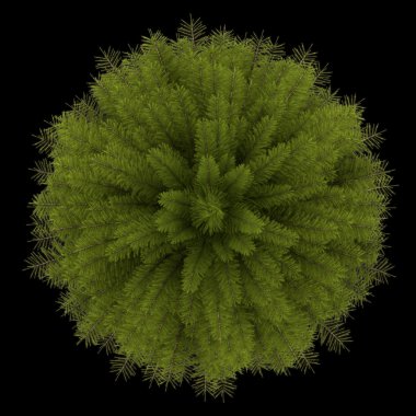 siyah arka plan üzerine izole Norveç Ladin ağacının Üstten Görünüm