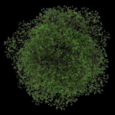 siyah arka plan üzerine izole Lübnan sedir ağacının Üstten Görünüm