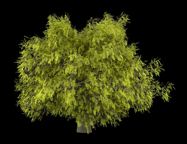 Glediczja trójcierniowa drzewo na białym tle na czarnym tle — Zdjęcie stockowe