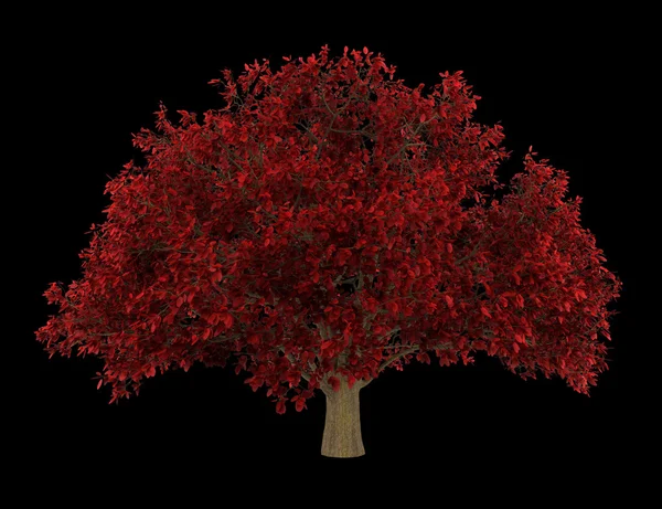 Περσικά ironwood δέντρο που απομονώνονται σε μαύρο φόντο — Φωτογραφία Αρχείου
