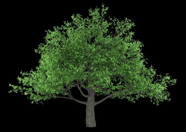 Pedunculate oak tree isolerad på svart bakgrund — Stockfoto