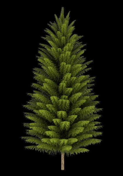 Norway spruce tree isolated on black background — Stock Photo, Image