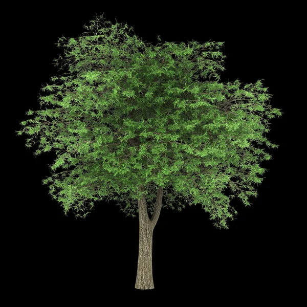 Lebanon cedar tree isolated on black background — Stock Photo, Image