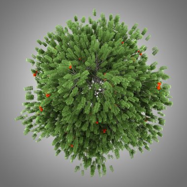 gri arka plan üzerinde izole Avrupa üvez ağacının Üstten Görünüm