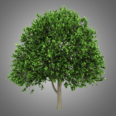 Amerikan Karaağaç gri arka plan üzerinde izole