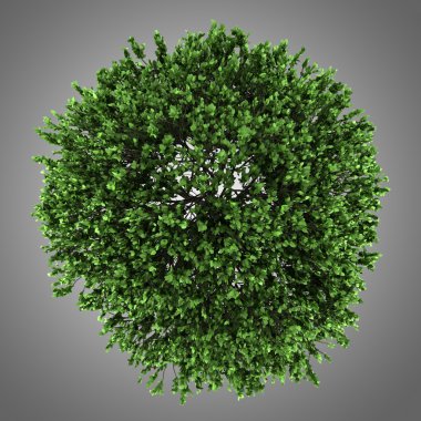 Amerikan Karaağaç gri arka plan üzerinde izole Üstten Görünüm