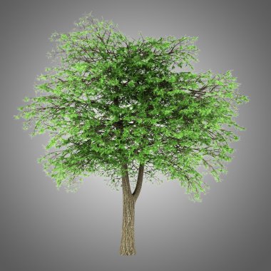 gri arka plan üzerinde izole Lübnan sedir ağacı