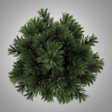 Avrupa kara çam ağacının gri arka plan üzerinde izole Üstten Görünüm