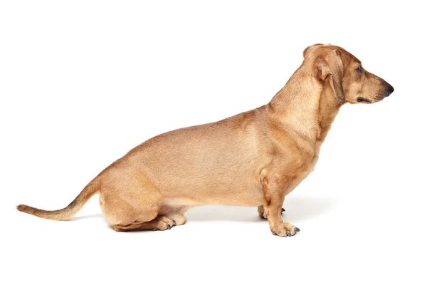 Roztomilý hnědý jezevčík pes izolovaný na bílém pozadí — Stock fotografie