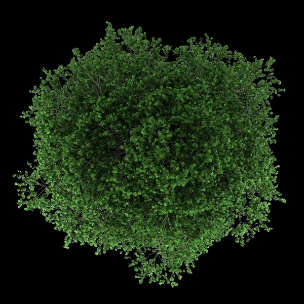 siyah arka plan üzerine izole Gürgen ağacının Üstten Görünüm