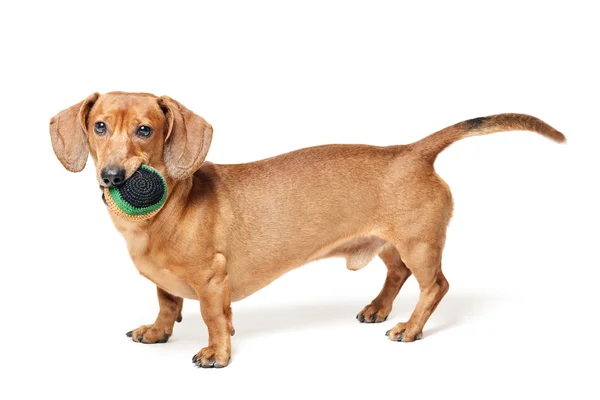 Cute brown dachshund dog with ball isolated on white background — Stock Photo, Image