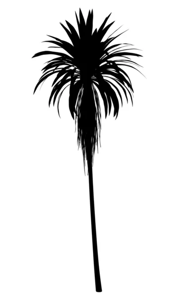 Silhuett av berg kål palm tree isolerad på vita backg — Stockfoto