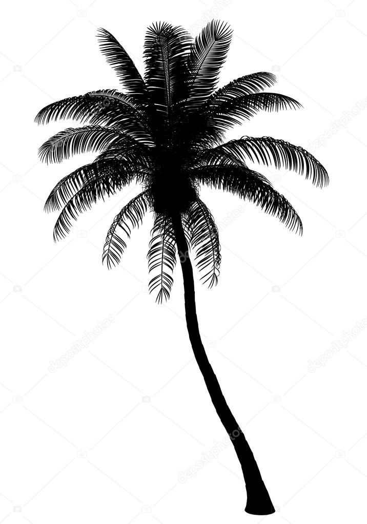 silhouette of coconut palm tree isolated on white background