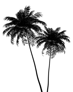 silhouette of two Areca palm trees isolated on white background clipart