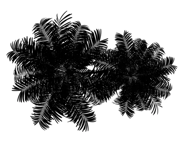 Sziluettjét felülnézet két Areca pálma fák elszigetelt fehér ba — Stock Fotó