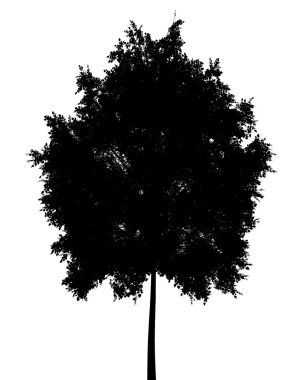 Beyaz adam izole küçük yapraklı ıhlamur ağacı silüeti