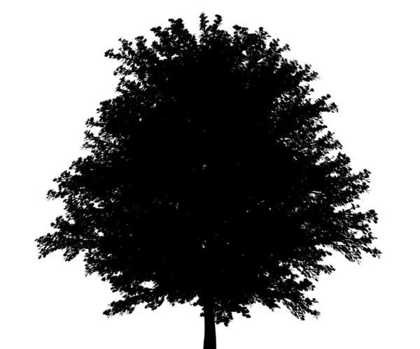 Beyaz arka plan üzerinde izole kırmızı akçaağaç ağaç silüeti — Stok fotoğraf