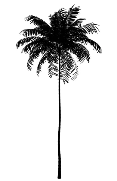 Silhueta de palmeira areca isolada sobre fundo branco — Fotografia de Stock