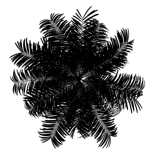 Top view silhouette of areca palm tree isolated on white backgro — Stock Photo, Image