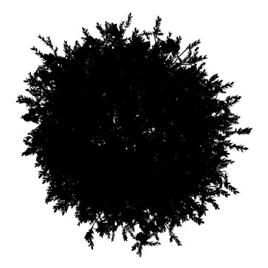 portakal ağacı beyaz zemin üzerine izole silüeti Üstten Görünüm