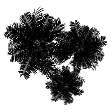 Üstten Görünüm silüeti üzerinde beyaz izole üç areca palmiye ağaçları