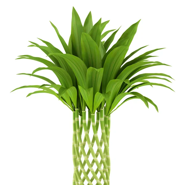 以白色为背景的竹子植物 — 图库照片
