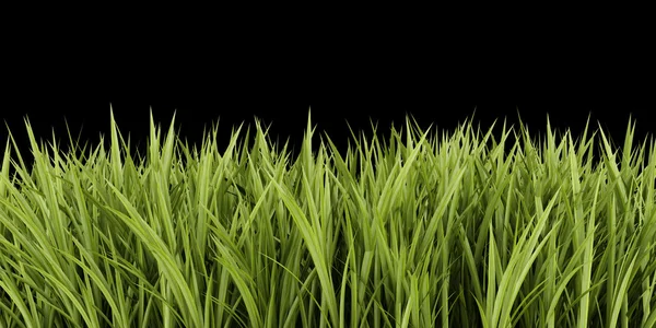 Green grass isolated on black background — Stock Photo, Image
