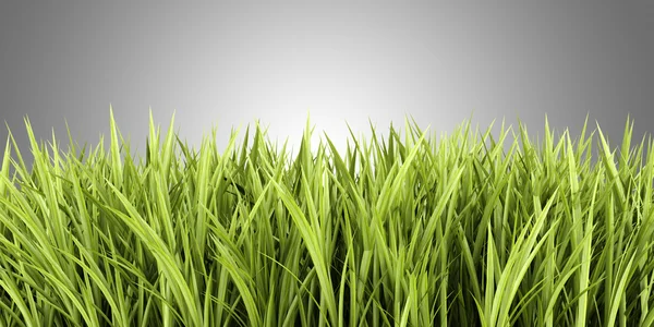 Green grass isolated on gray background — Stock Photo, Image