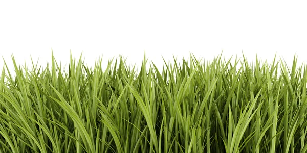 Green grass isolated on white background — Stock Photo, Image