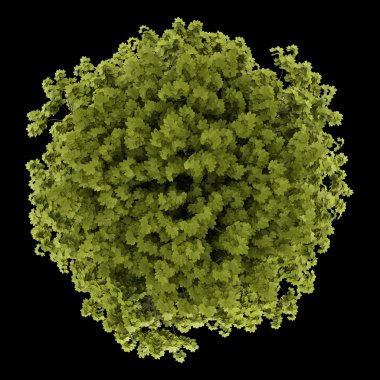 siyah arka plan üzerine izole Norveç akçaağaç ağaç Üstten Görünüm