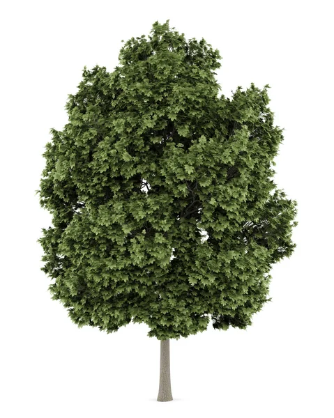 白い背景上に分離されて共通のカエデの木 — ストック写真