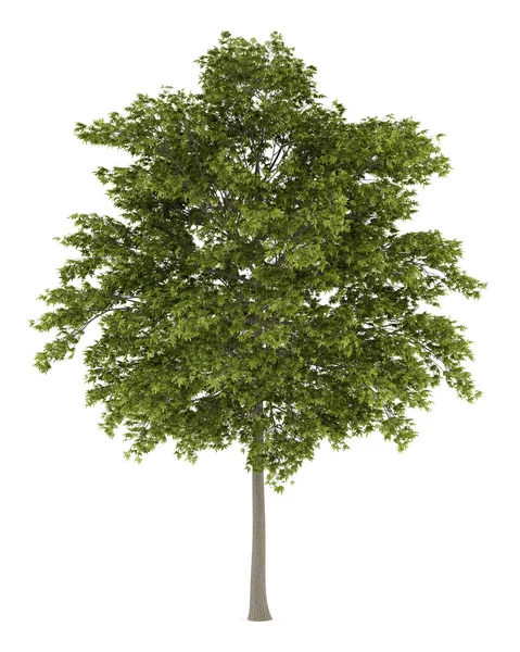 White ash tree isolated on white background — Stock Photo, Image