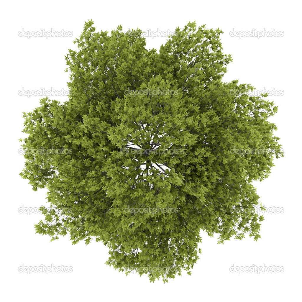 top view of white ash tree isolated on white background