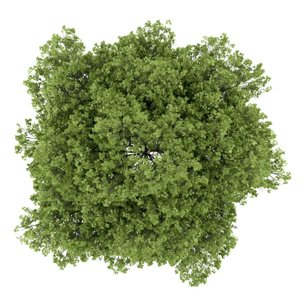 Ovansida av små-blad limefrukttree isolerad på vit bakgrund — Stockfoto