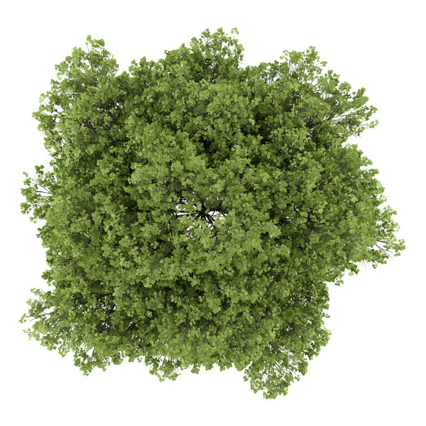 top view of small-leaved lime tree isolated on white background