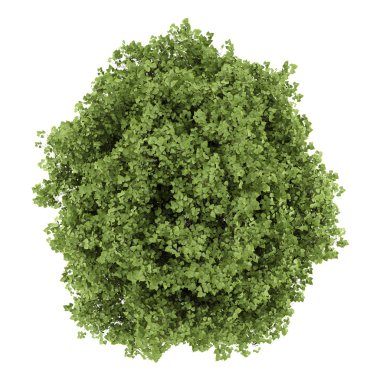 top view of small-leaved lime tree isolated on white background clipart